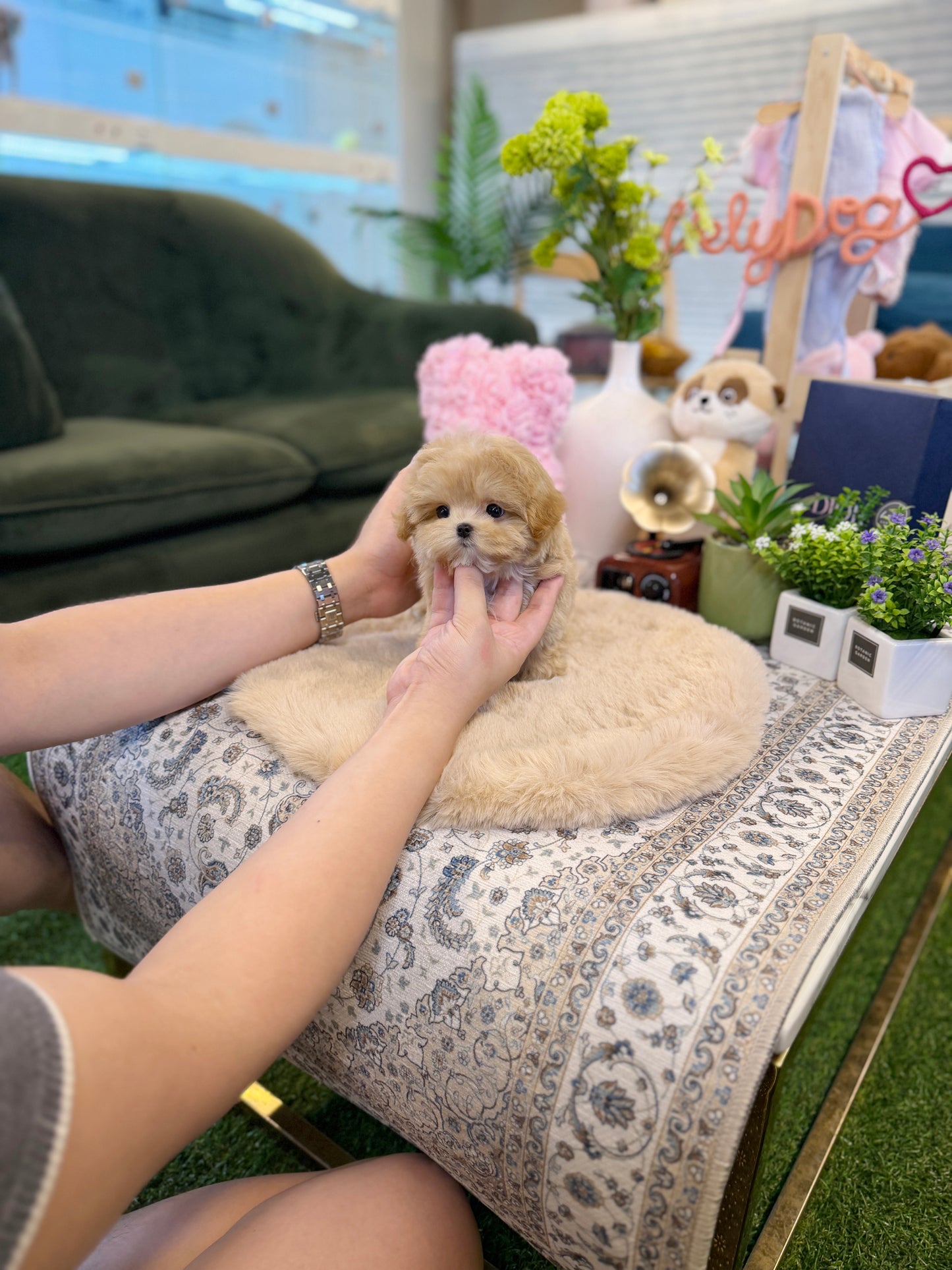 Maltipoo - Chopa(Male)