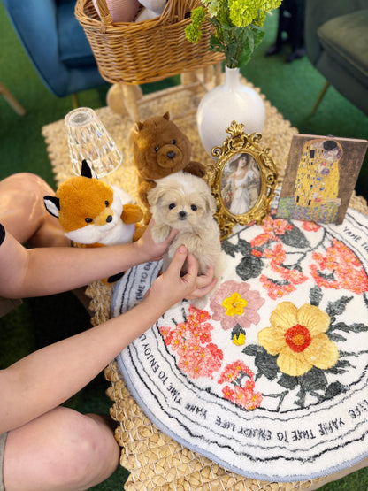Maltipoo - Star(Male)