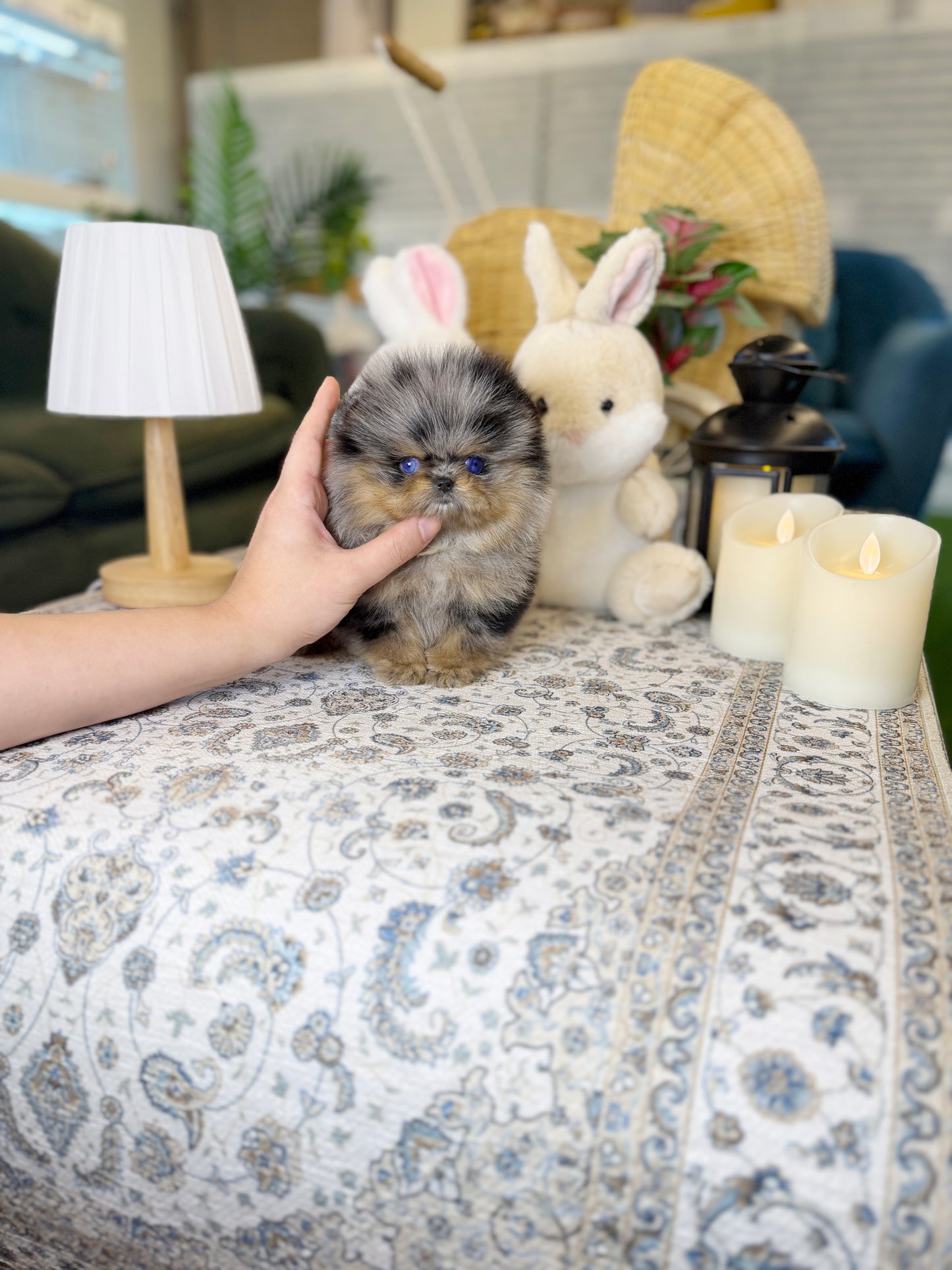 Pomeranian - Holly(Female)