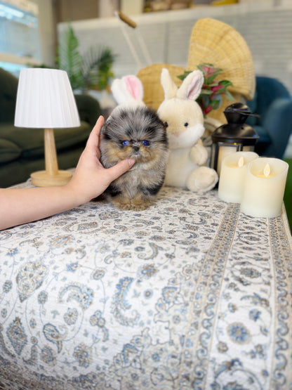 Pomeranian - Holly(Female)