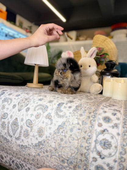 Pomeranian - Holly(Female)