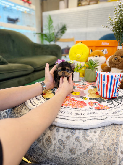 Yorkshire Terrier - Ana(Female)