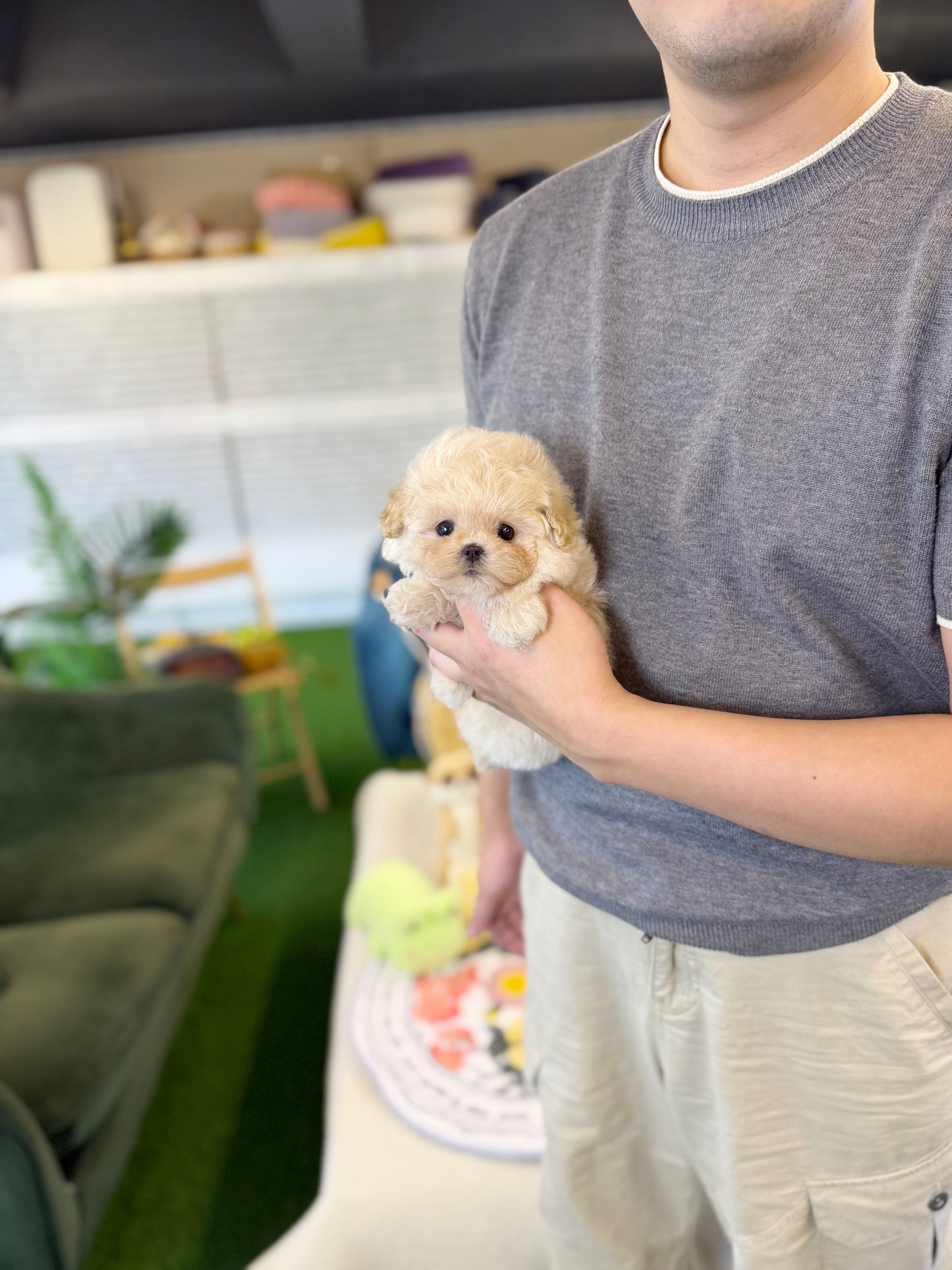 Maltipoo - Armin(Male)