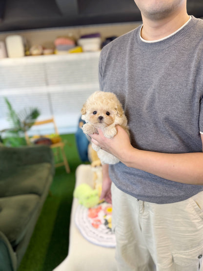 Maltipoo - Armin(Male)