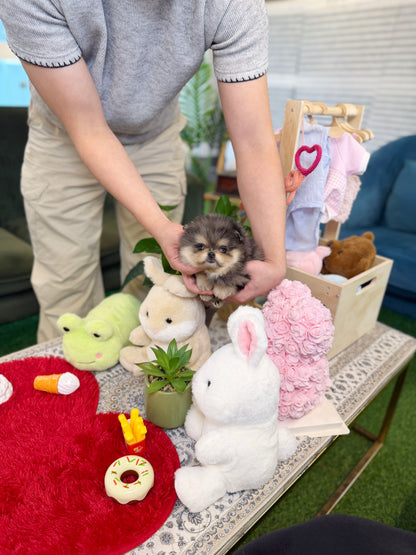 Pomeranian - Nami(Female)