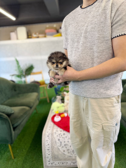 Pomeranian - Nami(Female)