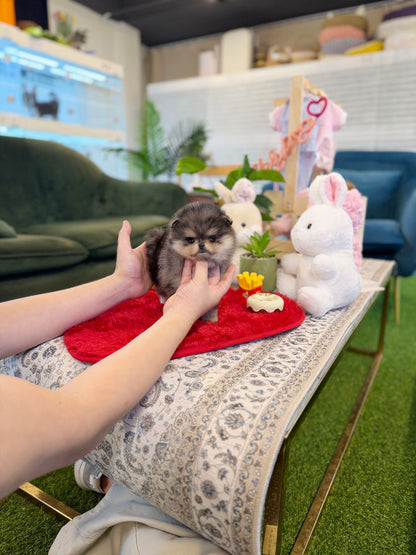 Pomeranian - Nami(Female)