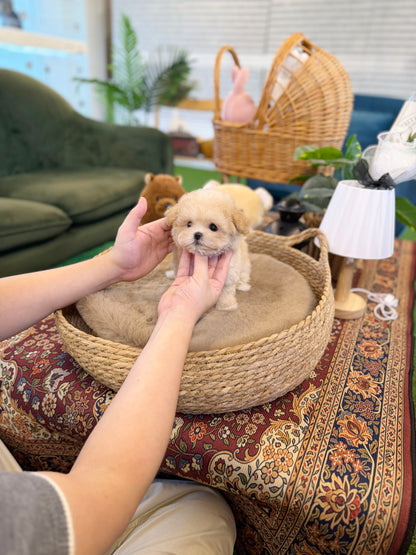 Maltipoo - Nacho(Female)