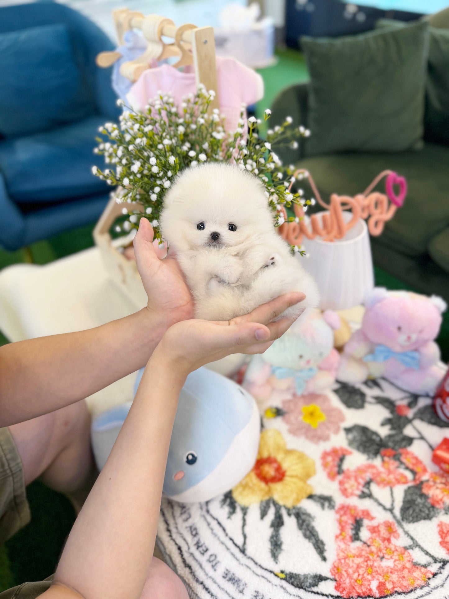 Pomeranian - Sunny(Male)