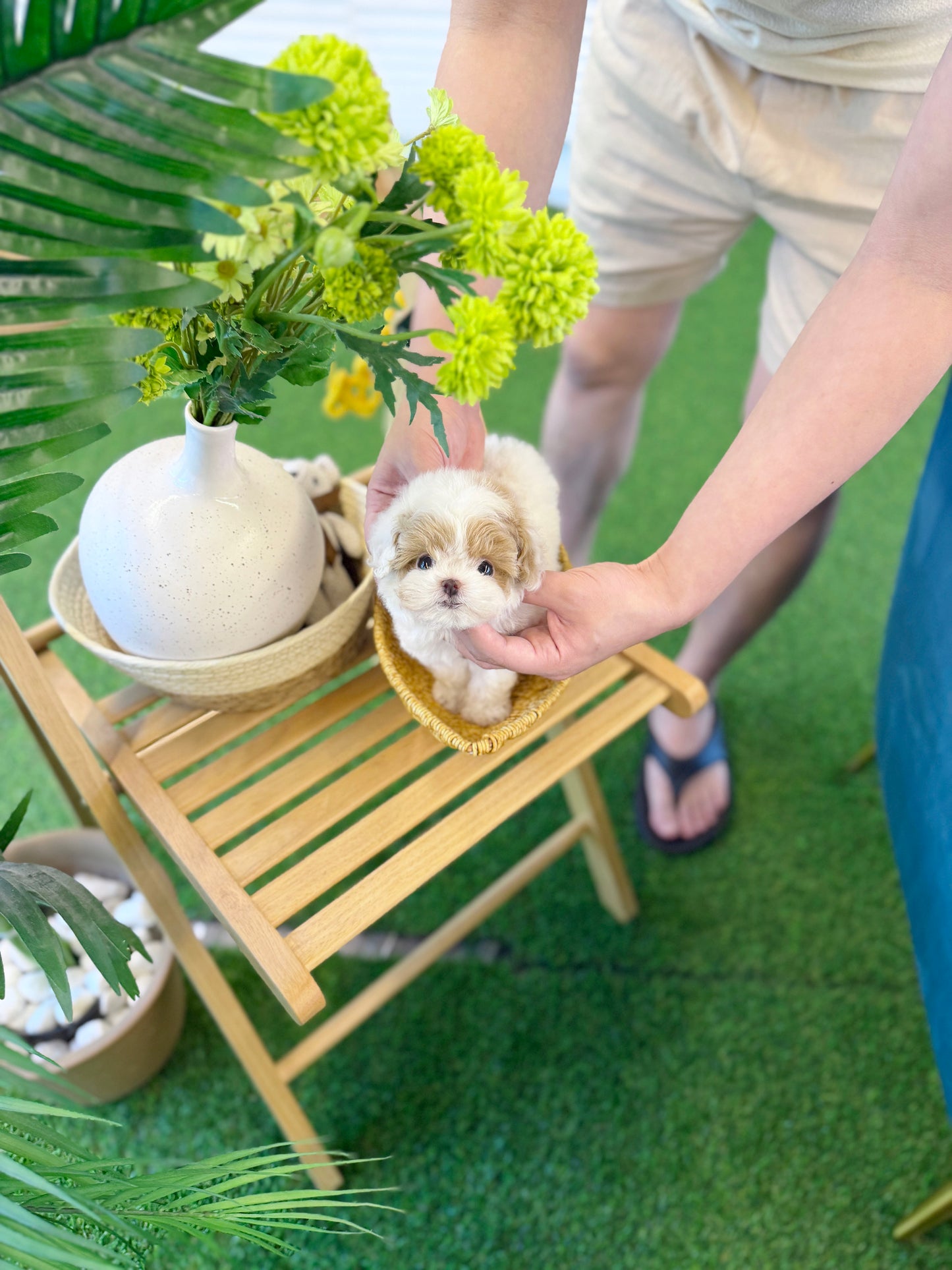 Maltipoo - Twinky(Male)