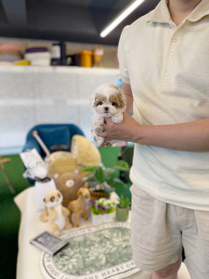 Maltipoo - Twinky(Male)