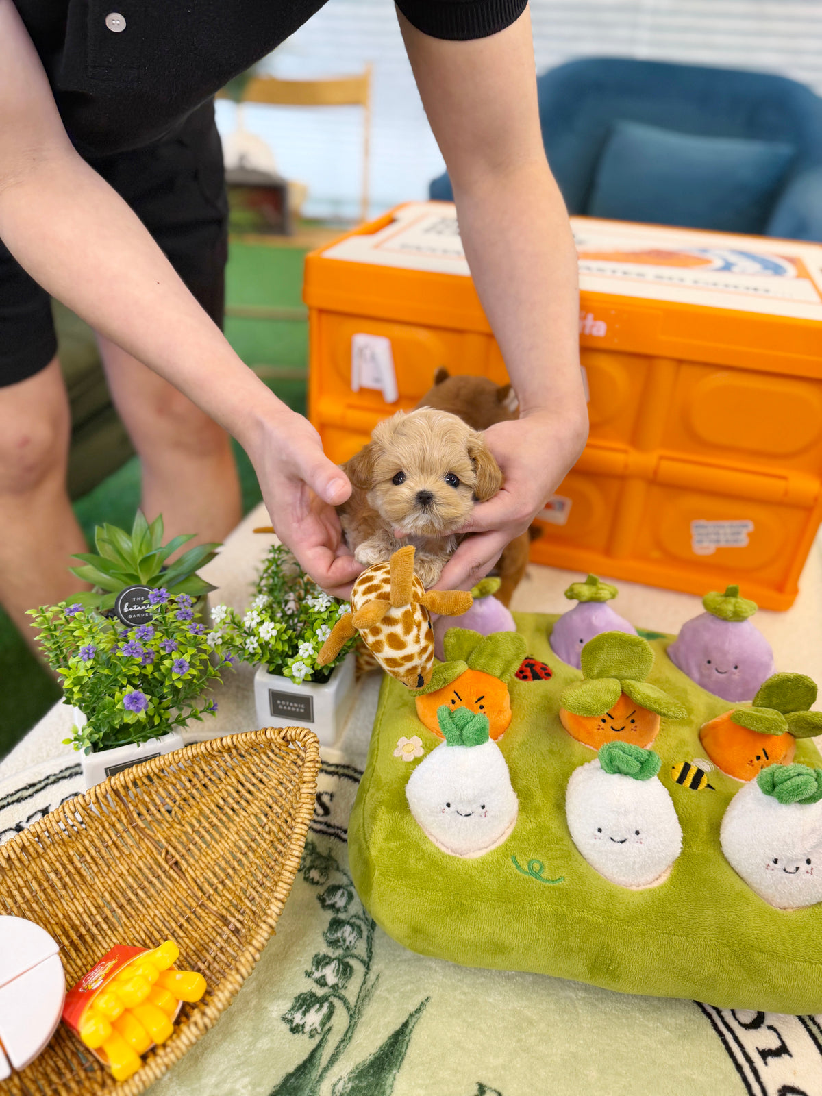 Maltipoo - Minami(Female)