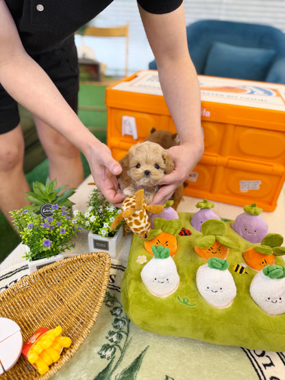 Maltipoo - Minami(Female)