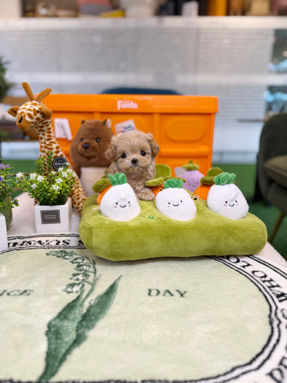 Maltipoo - Minami(Female)