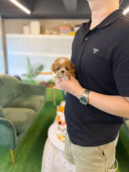 Maltipoo - Mocha(Male)