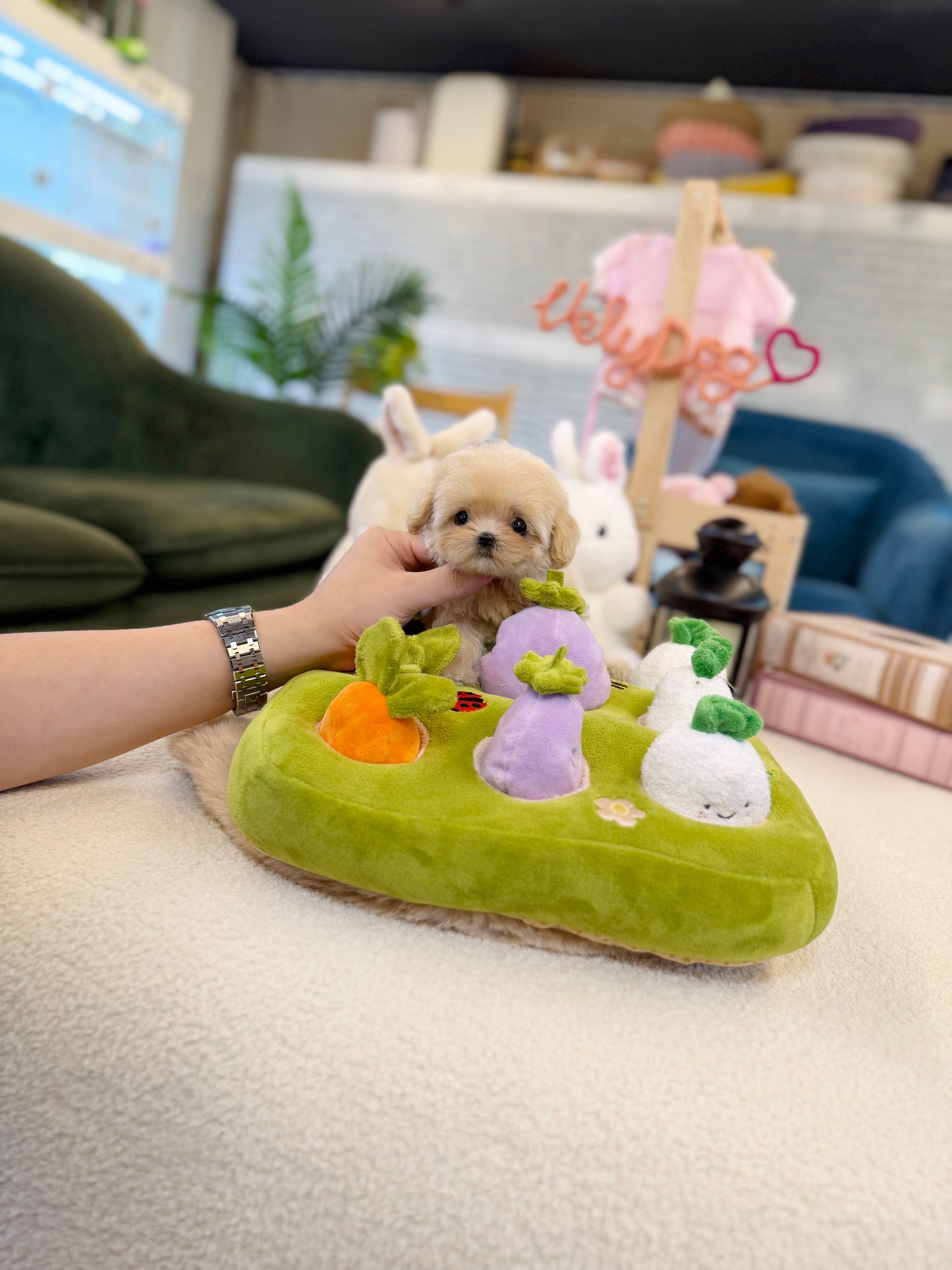Maltipoo - Cinamon(Female)