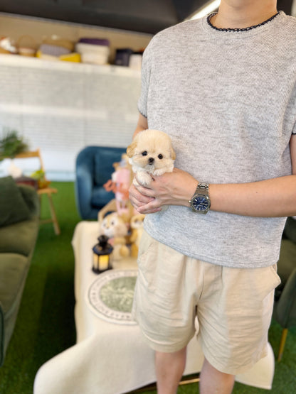 Maltipoo - Loha(Female)