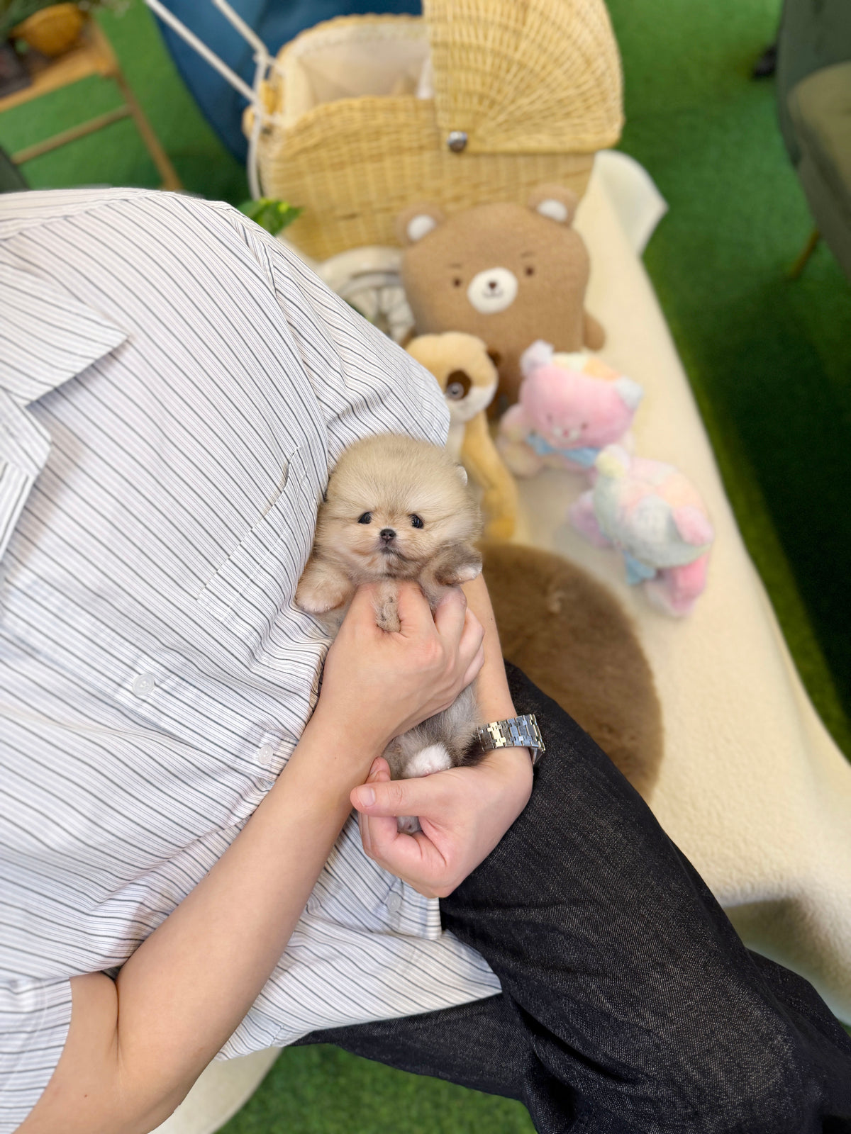 Pomeranian - Bambi(Female)