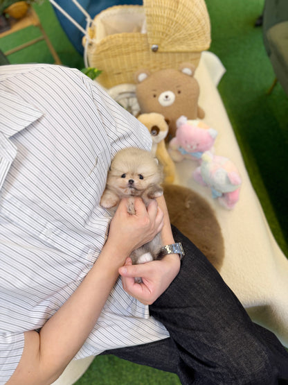 Pomeranian - Bambi(Female)