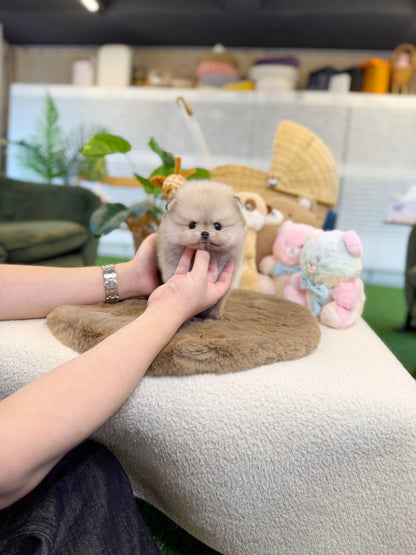 Pomeranian - Bambi(Female)