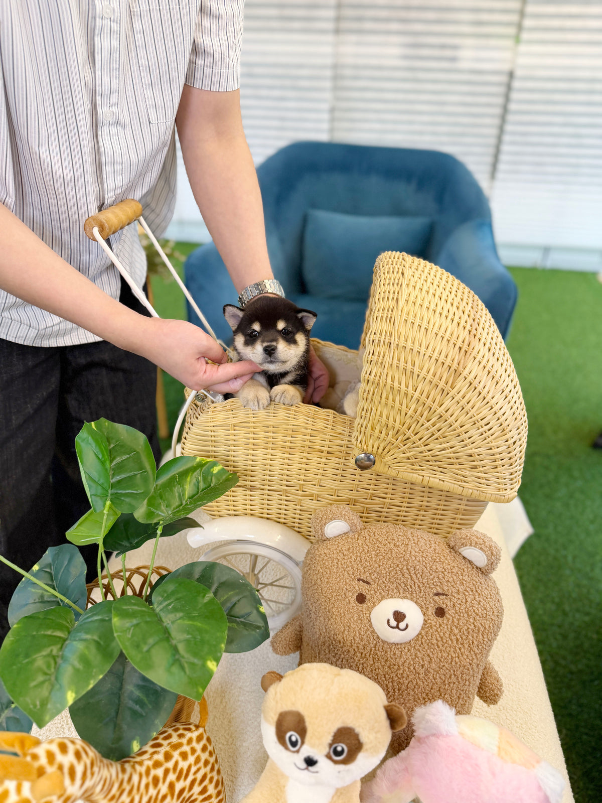 Shiba Inu - Hiro(Male)