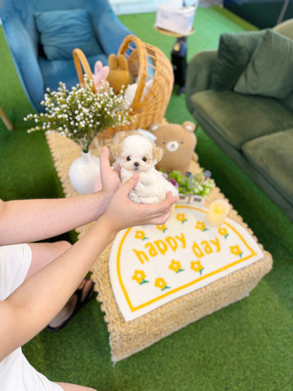 Maltipoo - Punch(Female)