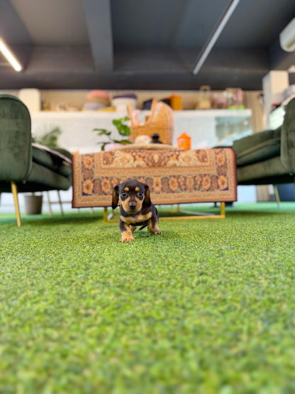 Dachshund - Daphne(Female)