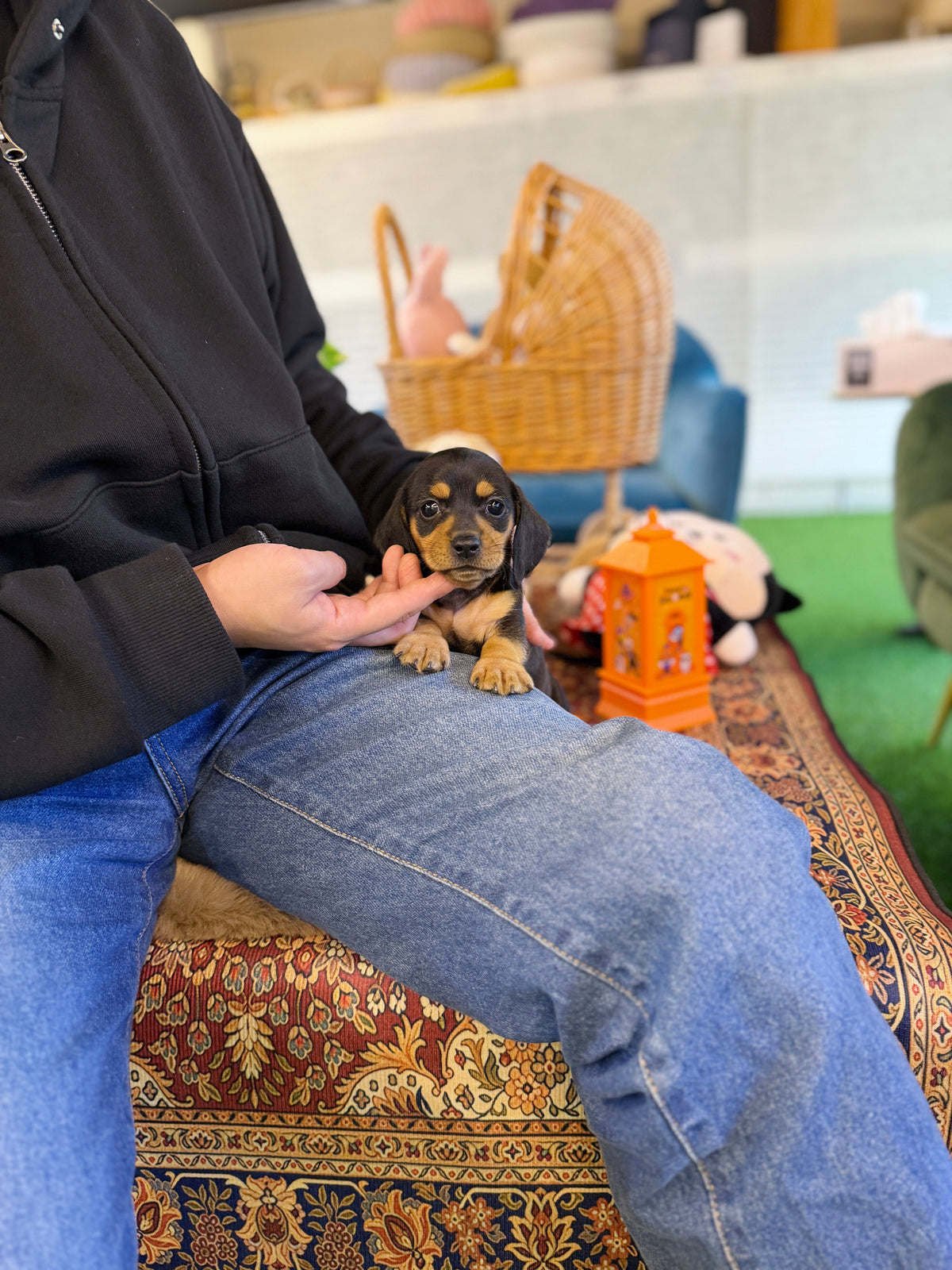 Dachshund - Daphne(Female)