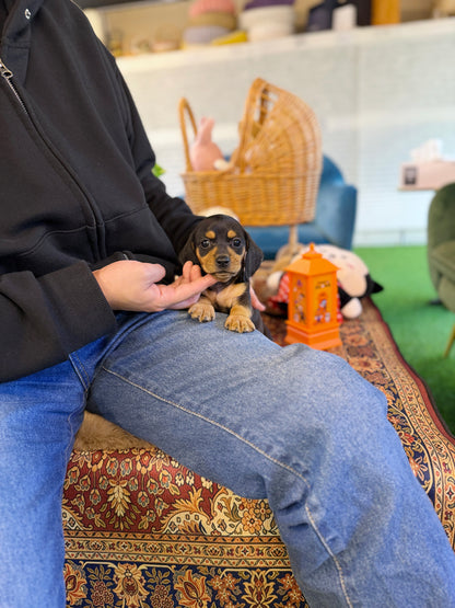Dachshund - Daphne(Female)