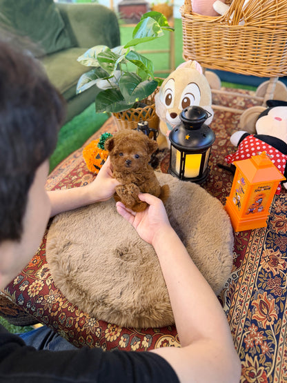 Poodle - Herry(Male)