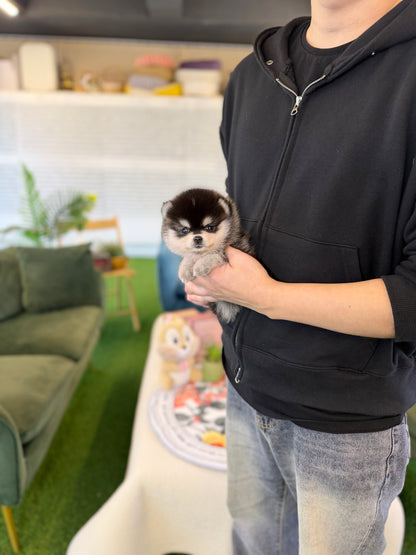 Pomsky - Henry(Male)