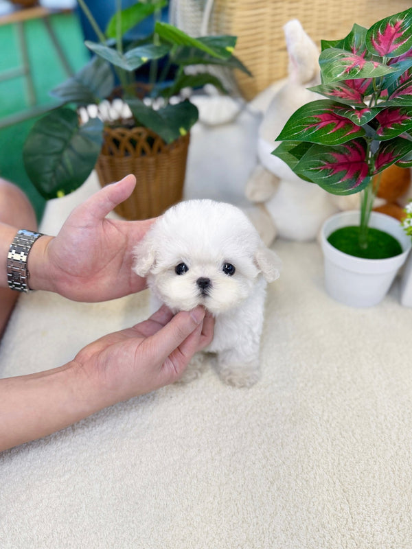 Bichon Firse - Pongko(Female) - Beautiful puppy teacup puppy with adorable features available for adoption from Velydog