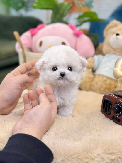 Bichon Frise - Cocona(Female) - Beautiful puppy teacup puppy with adorable features available for adoption from Velydog