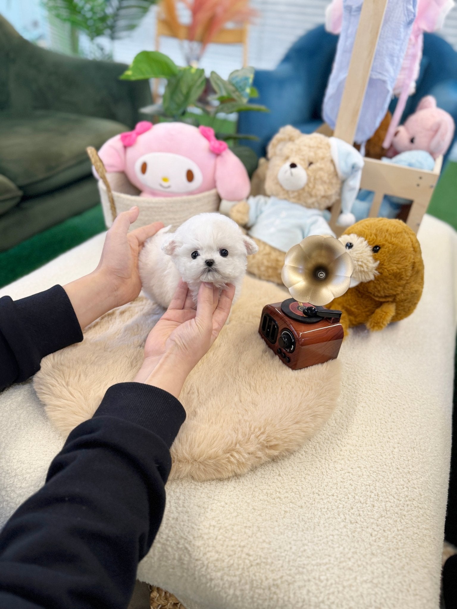Bichon Frise - Cocona(Female) - Beautiful puppy teacup puppy with adorable features available for adoption from Velydog