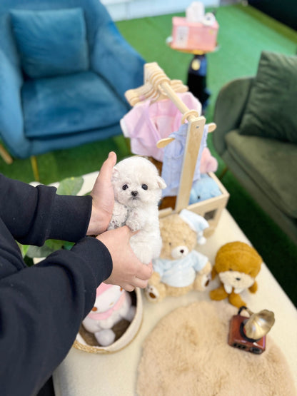 Bichon Frise - Cocona(Female) - Beautiful puppy teacup puppy with adorable features available for adoption from Velydog