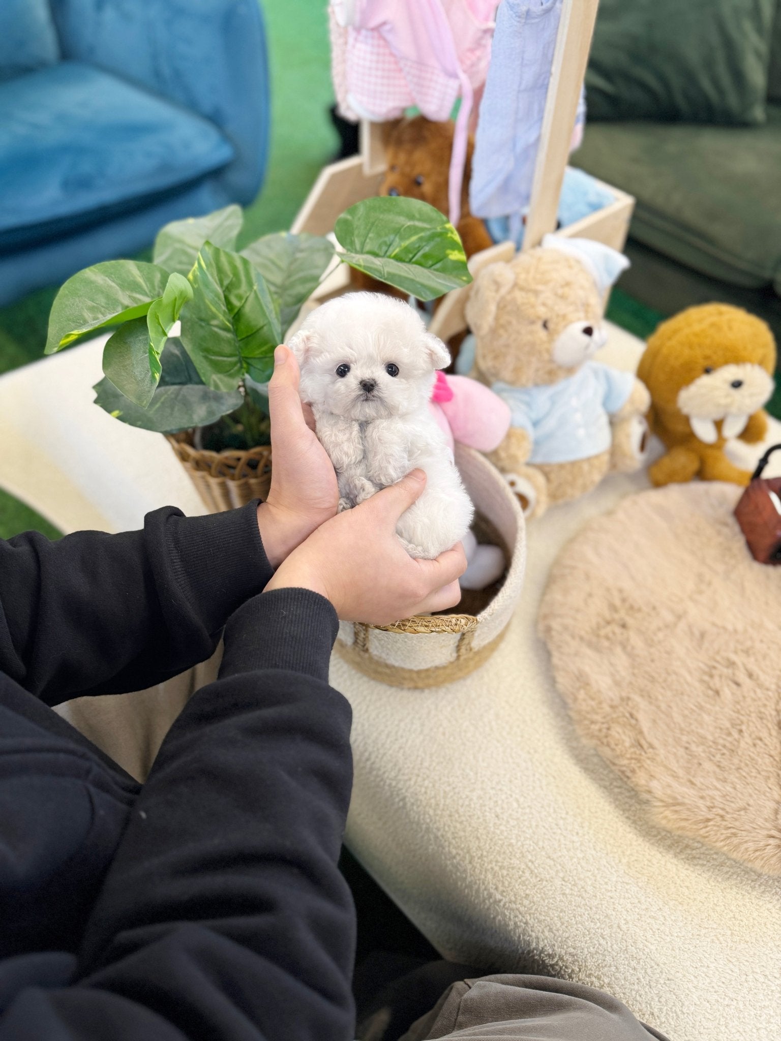 Bichon Frise - Cocona(Female) - Beautiful puppy teacup puppy with adorable features available for adoption from Velydog