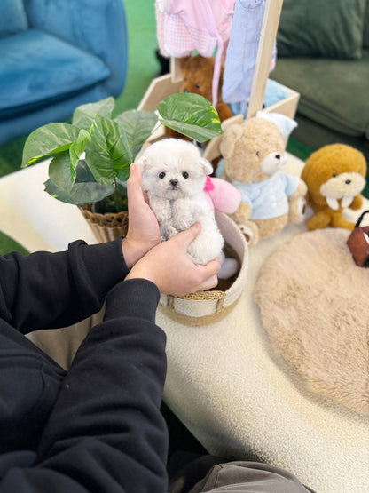 Bichon Frise - Cocona(Female) - Beautiful puppy teacup puppy with adorable features available for adoption from Velydog
