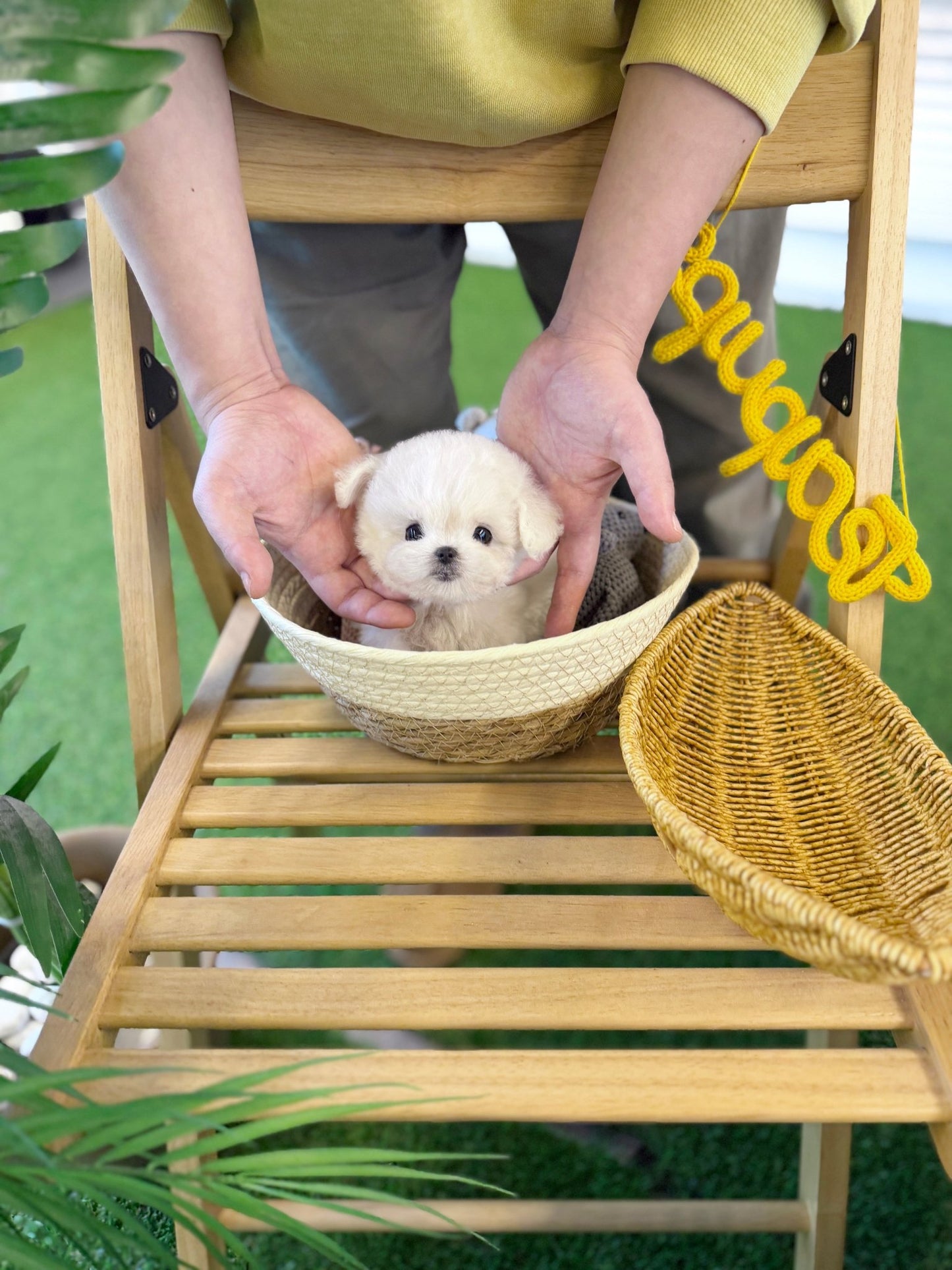 Bichon Frise - Jenny(Female) - Beautiful puppy teacup puppy with adorable features available for adoption from Velydog