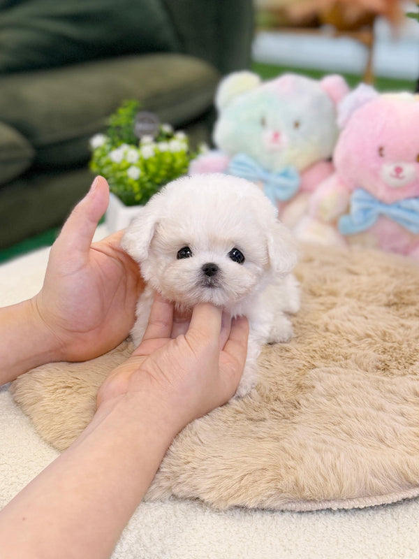 Bichon Frise - Jenny(Female) - Beautiful puppy teacup puppy with adorable features available for adoption from Velydog
