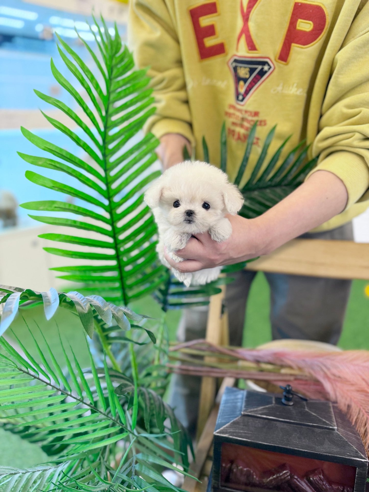 Bichon Frise - Jenny(Female) - Beautiful puppy teacup puppy with adorable features available for adoption from Velydog