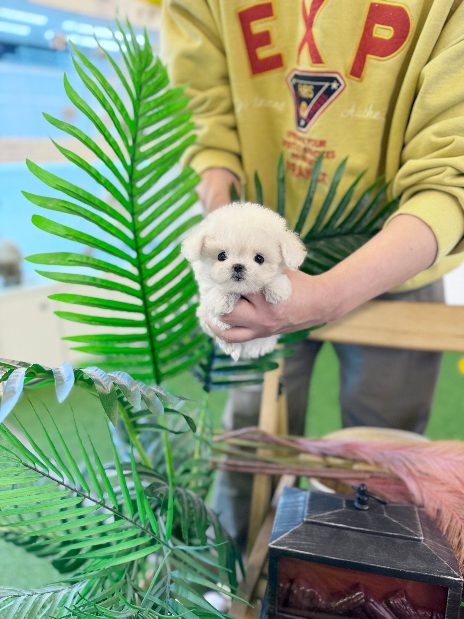 Bichon Frise - Jenny(Female) - Beautiful puppy teacup puppy with adorable features available for adoption from Velydog