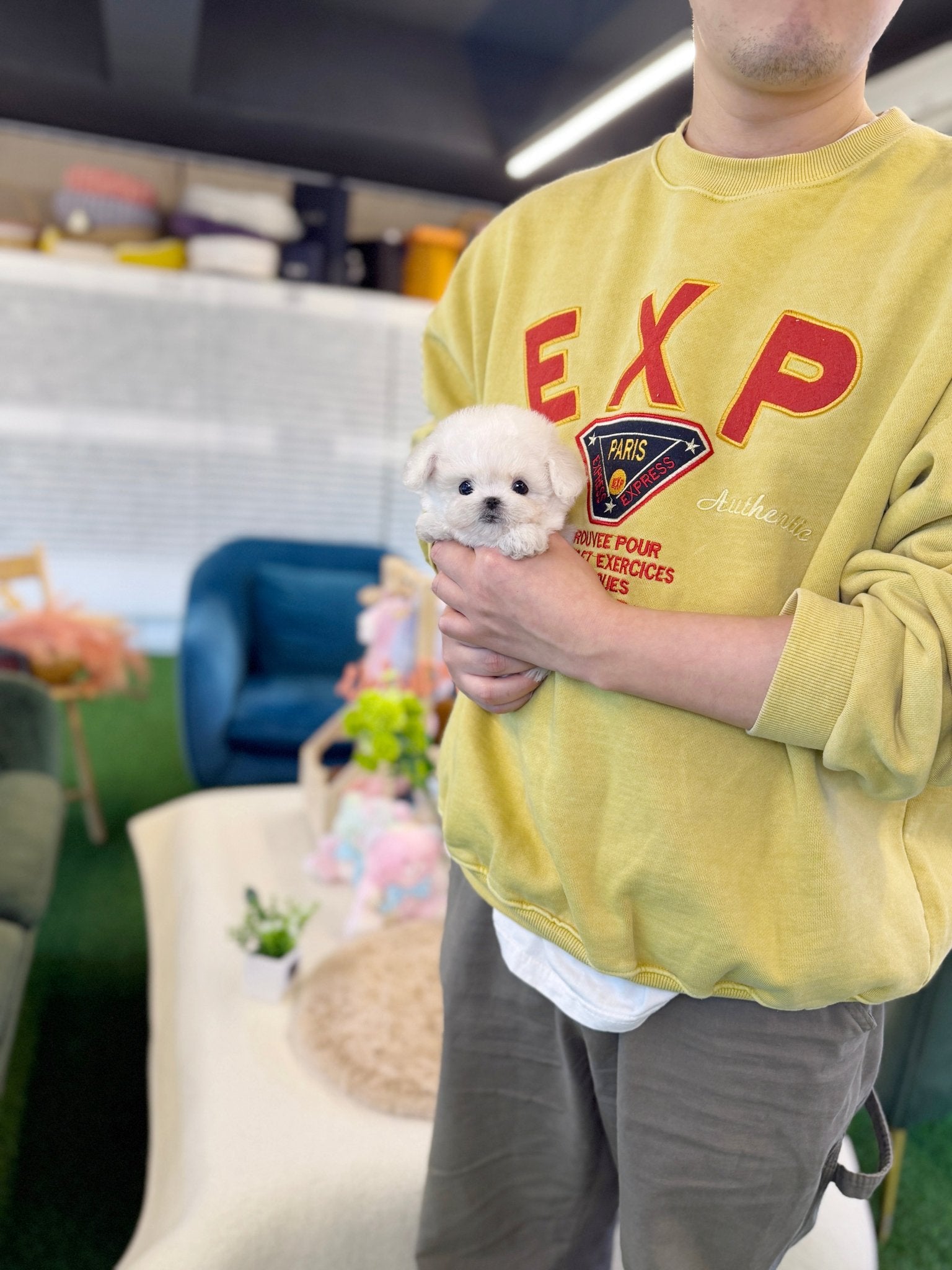 Bichon Frise - Jenny(Female) - Beautiful puppy teacup puppy with adorable features available for adoption from Velydog