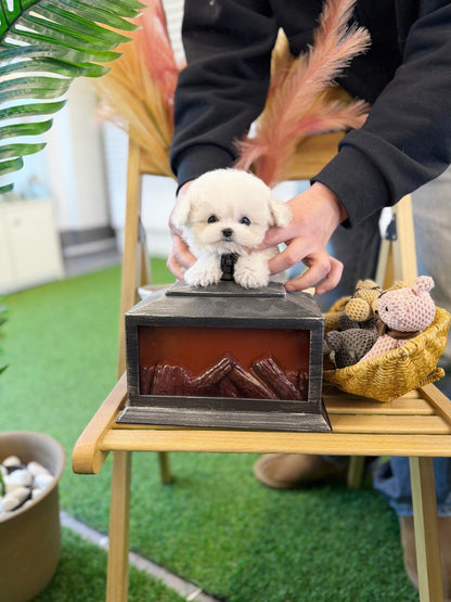 Bichon Frise - Lottie(Female) - Beautiful puppy teacup puppy with adorable features available for adoption from Velydog