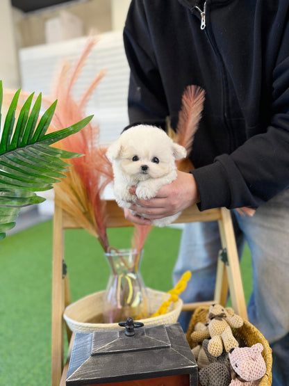 Bichon Frise - Lottie(Female) - Beautiful puppy teacup puppy with adorable features available for adoption from Velydog