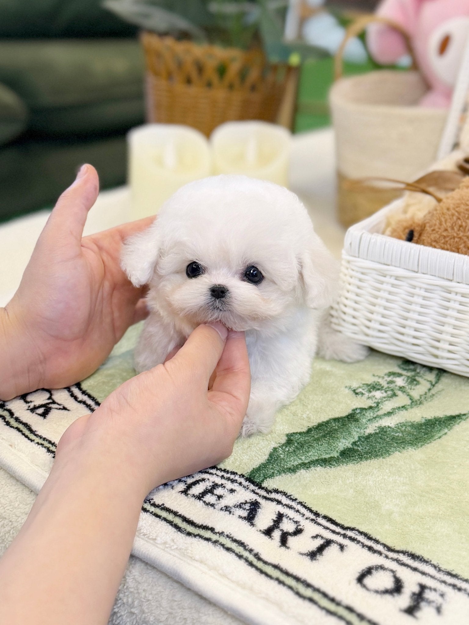 Bichon Frise - Lottie(Female) - Beautiful puppy teacup puppy with adorable features available for adoption from Velydog