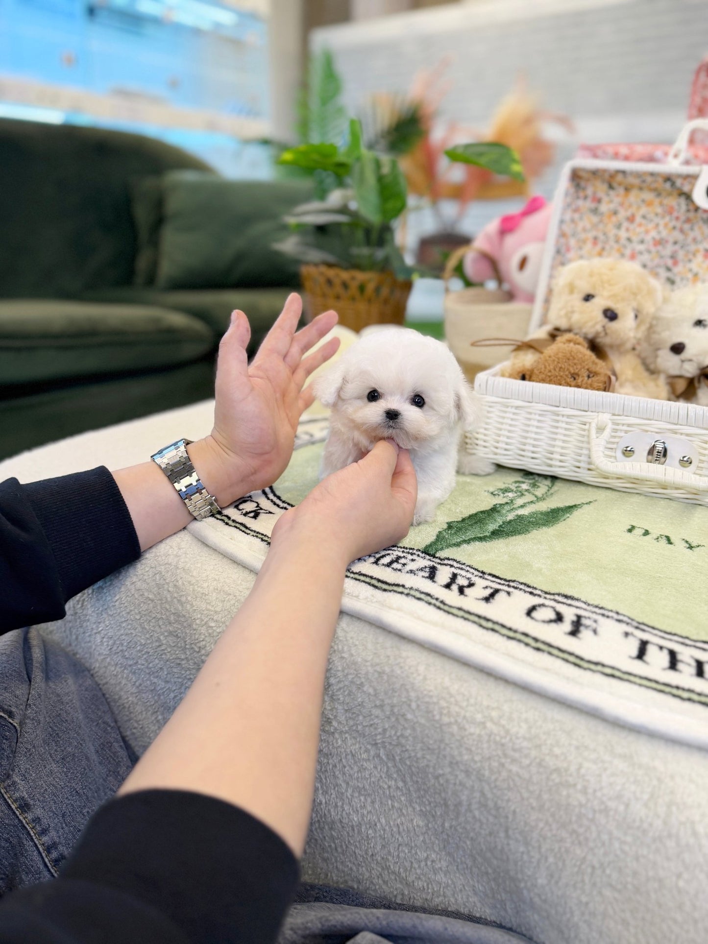 Bichon Frise - Lottie(Female) - Beautiful puppy teacup puppy with adorable features available for adoption from Velydog
