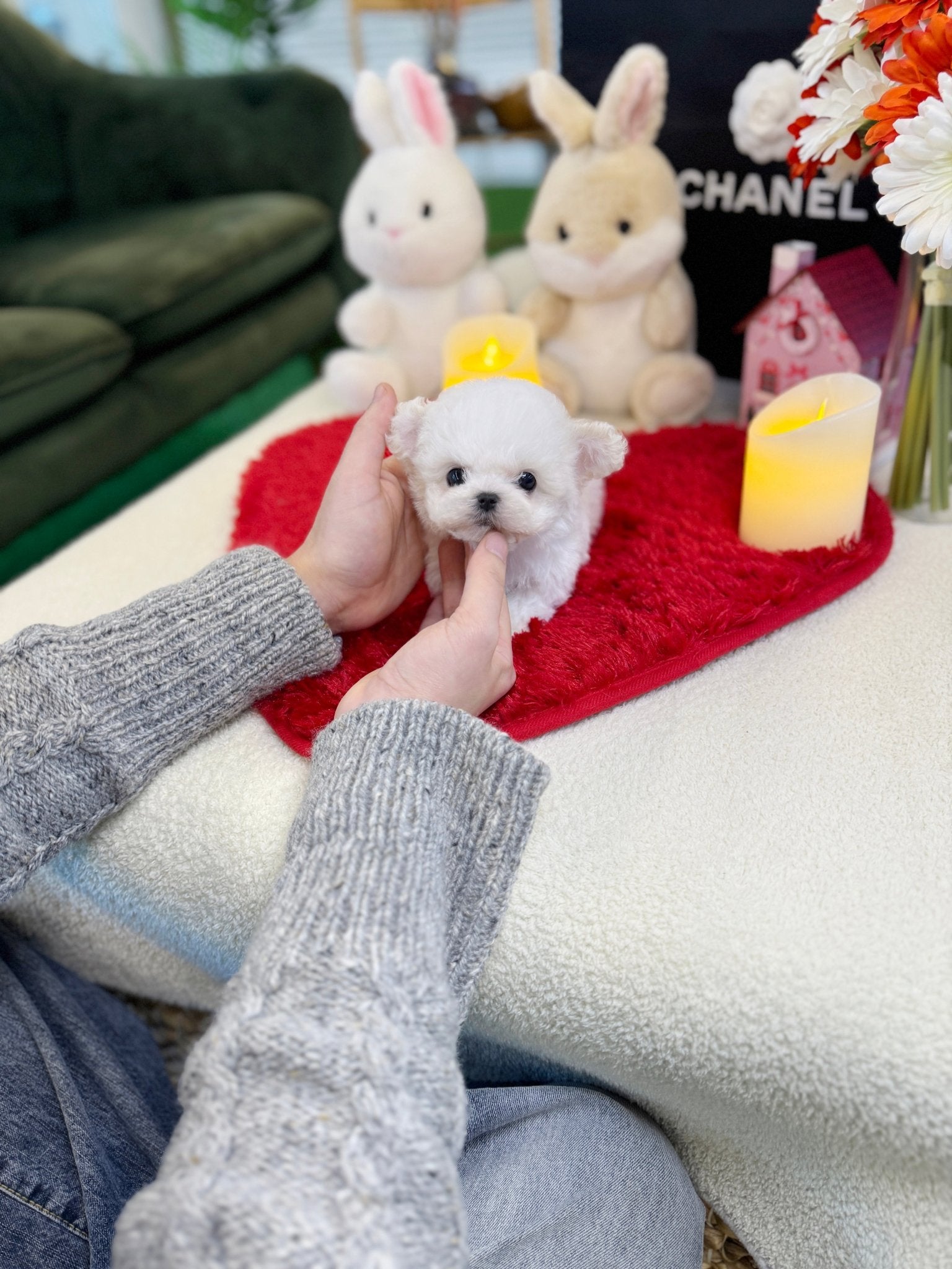 Bichon Frise - Louie(Female) - Beautiful puppy teacup puppy with adorable features available for adoption from Velydog