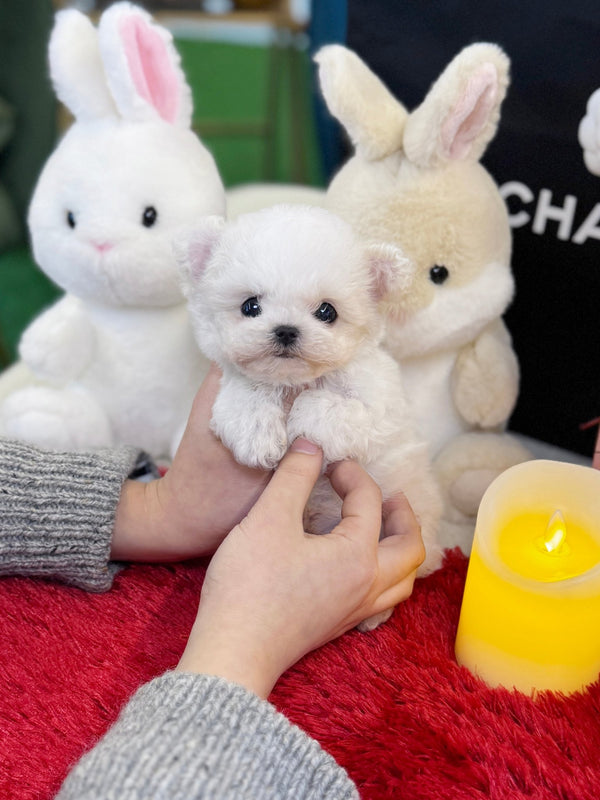 Bichon Frise - Louie(Female) - Beautiful puppy teacup puppy with adorable features available for adoption from Velydog