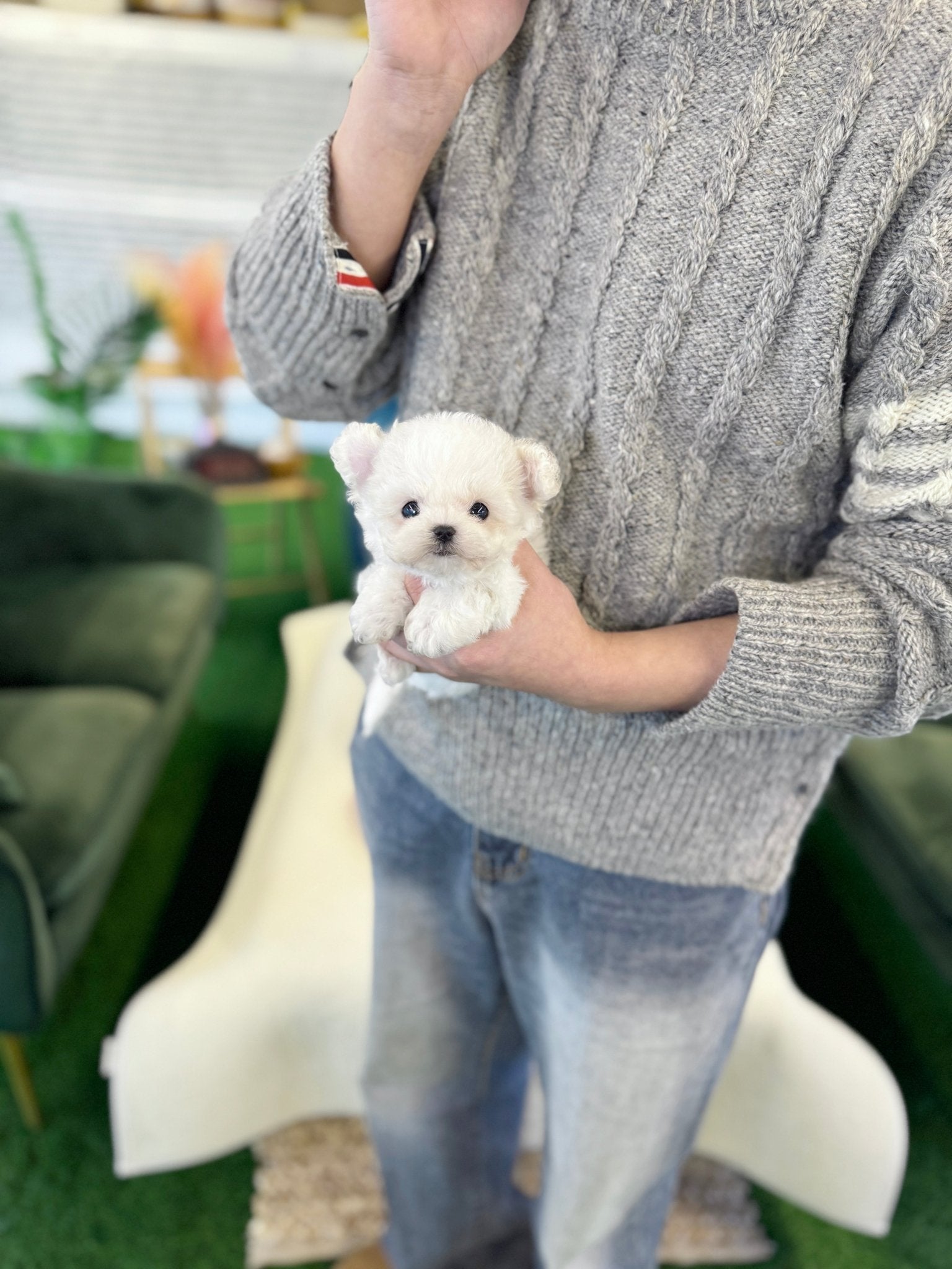 Bichon Frise - Louie(Female) - Beautiful puppy teacup puppy with adorable features available for adoption from Velydog