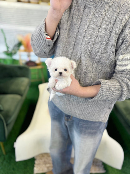 Bichon Frise - Louie(Female) - Beautiful puppy teacup puppy with adorable features available for adoption from Velydog